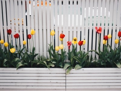 Comment habiller sa palissade ?