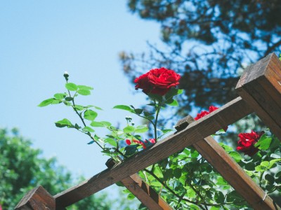 Quelle pergola pour plante grimpante ?